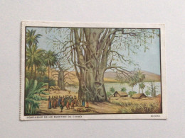 Carte Postale Ancienne (1931) Compagnie Belge Maritime Du Congo Baobab - Belgisch-Kongo