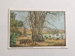 Carte Postale Ancienne (1931) Compagnie Belge Maritime Du Congo Baobab - Congo Belga