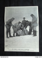 Caccia All'orso Bianco In Groenlandia. Spedizione Duca D'Orleans Stampa Del 1905 - Sonstige & Ohne Zuordnung