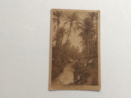 Carte Postale Ancienne (1922) Rivière Dans L’oasis - Alger