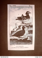 Folaga E Arzavola Della Cina Incisione Rame Del 1813 Buffon Uccello Ornitologia - Avant 1900