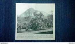 Rara Veduta Di Fine '800: Giardino Botanico,Rio De Janeiro + Giardino Getsemani - Avant 1900