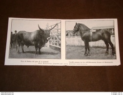 Roma Nel 1923 Mostra Zootecnica Toro Di Sabina Cavallo Tiro Grener Monteporzio - Sonstige & Ohne Zuordnung