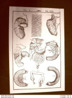 Stomaco E Intestino #2 Tavola Anatomica Litografia Giulio Casseri 1627 Ristampa - Altri & Non Classificati