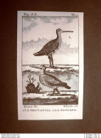 Beccaccia E Pantana Incisione Su Rame Del 1813 Buffon Uccello Ornitologia - Voor 1900