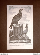Grande Aquila E Segretario Incisione Su Rame Del 1813 Buffon Uccello Ornitologia - Ante 1900