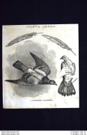 Posta Aerea - I Piccioni Corrieri Incisione Del 1871 - Antes 1900