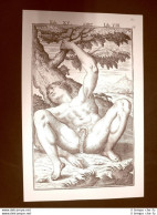 Pene Tavola Anatomica Litografia Giulio Cesare Casseri 1627 Ristampa - Other & Unclassified