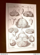 Cranio E Cervello #8 Tavola Anatomica Litografia Giulio C. Casseri 1627 Ristampa - Other & Unclassified