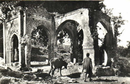 TLEMCEN En Flanant Dans Les Vieilles Ruines Animée RV - Tlemcen