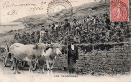4V4Sb   Les Vendanges  Raisins Vin Envoyée De 71 Saint Romain Des Iles En 1906 - Autres & Non Classés