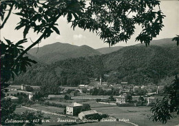 CALIZZANO ( SAVONA ) PANORAMA - EDIZIONE CALCAGNO - SPEDITA 1955 (20602) - Savona