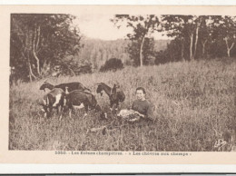 43 // Les Scènes Champetres  LES CHEVRES AUX CHAMPS  5950 - Sonstige & Ohne Zuordnung