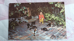 CPM CHAT CHATS CAT CATS ERNEST HEMINGWAY HOME AND MUSEUM MUSEE KEY WEST FLORIDA - Katzen