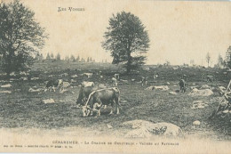 GERARDMER-la Chaume De Grouvelin-vaches Au Paturage - Gerardmer