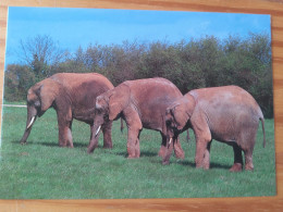 44 - Safari Parc De PORT SAINT PERE - Éléphants - Éléphants