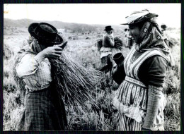 ALCACER DO SAL -  COSTUMES - Ceifa Do Arroz  ( Ed. Estalagem Da Barrosinha / Casa Portuguesa) Carte Postale - Setúbal