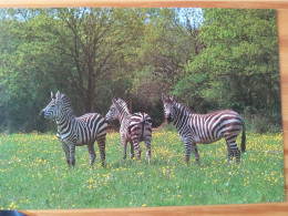 44 - Safari Parc De PORT SAINT PERE - Zèbres - Zebras