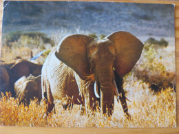 CP - Éléphants - Elefanten