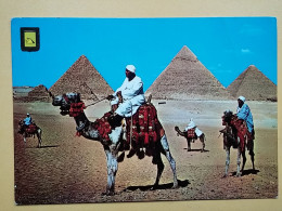 KOV 506-45 - CHAMEAU, CAMEL, GIZA, EGYPT - Sonstige & Ohne Zuordnung