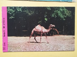 KOV 506-45 - CHAMEAU, CAMEL, ZOO GARDEN ZAGREB, JARDIN ZOOLOGIQUE,  - Sonstige & Ohne Zuordnung