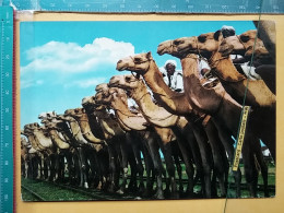 KOV 506-45 - CHAMEAU, CAMEL, ETHIOPIA - Sonstige & Ohne Zuordnung