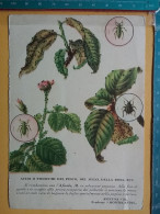 KOV 506-44 - MONTECATINI AGRARIO, MILANO, TENTREDINI DEL PESCO, DEL MELO, PÊCHERS, POMMIERS, INSECT - Insekten