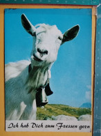 KOV 506-44 - Domestic Goat (Capra Hircus - Sonstige & Ohne Zuordnung