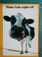 KOV 506-42 - COW, VACHE, COMIC, HUMOUR - Vaches