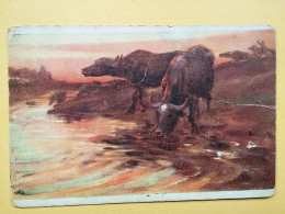 KOV 506-42 - COW, VACHE, BULL - Vaches