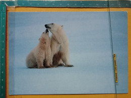 KOV 506-42 - BEAR, OURS, CANADA, POLAR BEARS - Bears