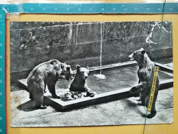 KOV 506-42 - BEAR, OURS, BERN BARENGRABEN, ZOO GARDEN, JARDIN ZOOLOGIQUE - Bears