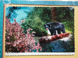 KOV 506-42 - BEAR, OURS, AMERICA, BLACK BEAR - Bears