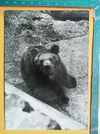KOV 506-42 - BEAR, OURS, ZOO GARDEN, JARDIN ZOOLOGIQUE - Bears