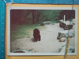 KOV 506-42 - BEAR, OURS, ZOO GARDEN, JARDIN ZOOLOGIQUE, PHOTOGRAPHY - Ours