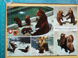 KOV 506-42 - BEAR, OURS, BERN BARENGRABEN, ZOO GARDEN, JARDIN ZOOLOGIQUE - Bears
