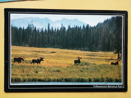 KOV 506-40 - BULL MOOSE, YELLOWSTONE NATIONAL PARK - Otros & Sin Clasificación