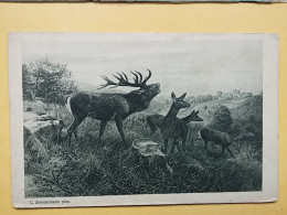 KOV 506-40 - ROE DEER, CERF, ZIMMERMANN - Other & Unclassified