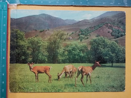 KOV 506-40 - ROE DEER, CERF,  - Other & Unclassified