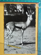 KOV 506-39 - GAZELLE, AFRICA - Other & Unclassified