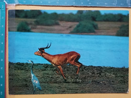 KOV 506-39 - IMPALA ANTELOPE, ANTILOPE, AFRICA - Otros & Sin Clasificación