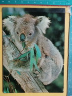 KOV 506-38 - KOALA, AUSTRALIA - Other & Unclassified