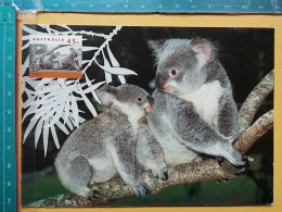 KOV 506-38 - KOALA, AUSTRALIA - Autres & Non Classés