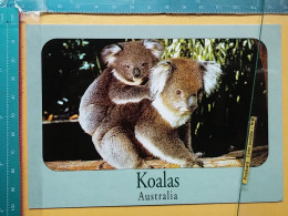 KOV 506-38 - KOALA, AUSTRALIA - Other & Unclassified