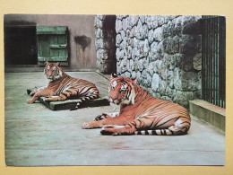 KOV 506-38 - TIGER, TIGRE, ZOO GARDEN ZAGREB, JARDIN ZOOLOGIQUE - Tijgers