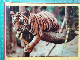 KOV 506-38 - Tiger, Tigre  - Tigers