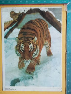 KOV 506-38 - TIGER, TIGRE, STICKER, AUTOCOLLANT - Tigres