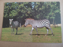 44 - Zoo De La BOISSIERE DU DORE - Zèbres - Zebra's