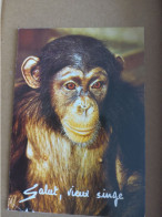 CP - Humoristique  - Salut Vieux Singe - Monkeys