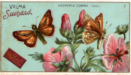 CHROMO CHOCOLAT VELMA SUCHARD LES PAPILLONS N°1 HESPERIA COMMA (ITALIE) - Suchard